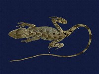 藏品(斯文豪氏攀蜥)的圖片
